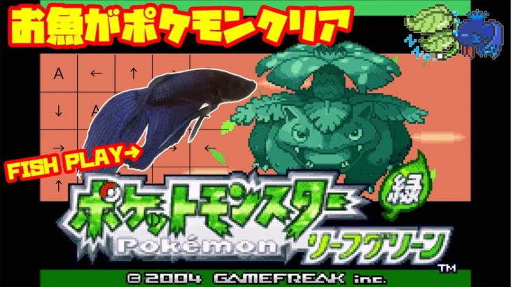 【1354h~_セキチクジム(サファリゾーン)編】ペットの魚がポケモンクリア_Fish Play Pokemon【作業用BGM】