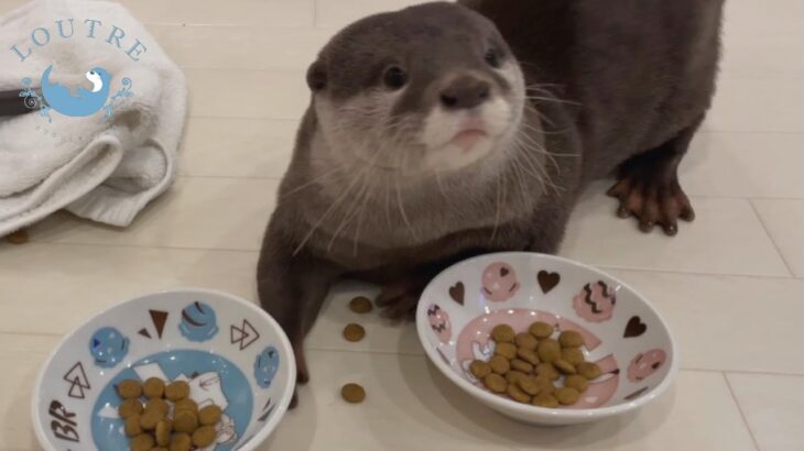 ポケモンのお皿ゲットしたので開けてみた！　Otters got Pokemon plates so they opened it!