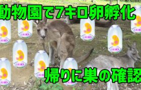 【ポケモンGO】動物園で7キロ卵孵化9連！※しきりにガラル言っとりますが、アローラです