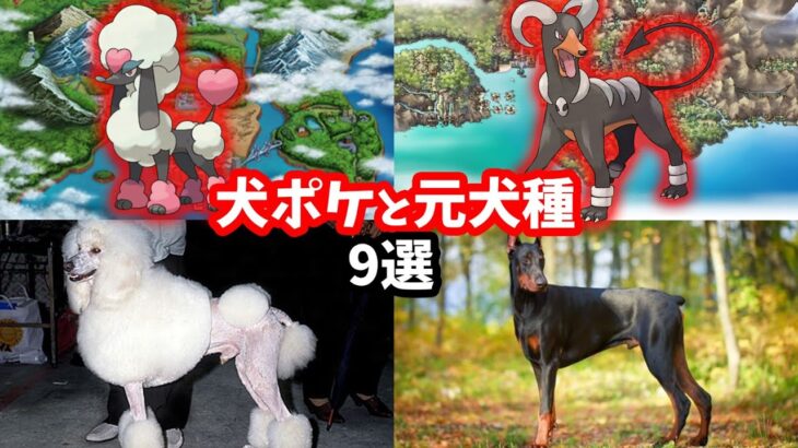 犬ポケモンと元ネタ犬種9匹まとめ【モデル・生態】