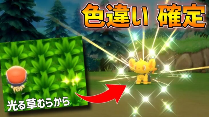 【ポケモンBDSP】色違いポケモン確定！光る草むらの出し方を解説します【ポケトレ】