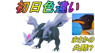 【ポケモンGO】キュレム色違いを初日に出したい人生！まさかの共闘も！？【ウィンターイベント】