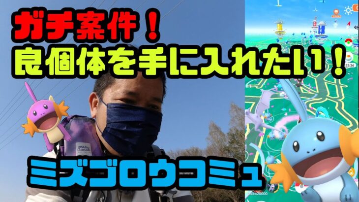 【ポケモンGO】暑い熱い！ガチ案件だ！目指せ良個体！ミズゴロウのコミュニティデイ