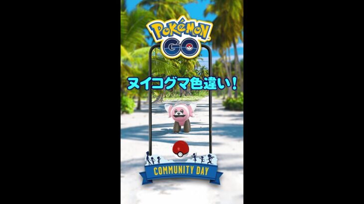 【ポケモンGO】色違いきたー！ヌイコグマのコミュニティディ！ #shorts #ポケモンGO #pokemongo