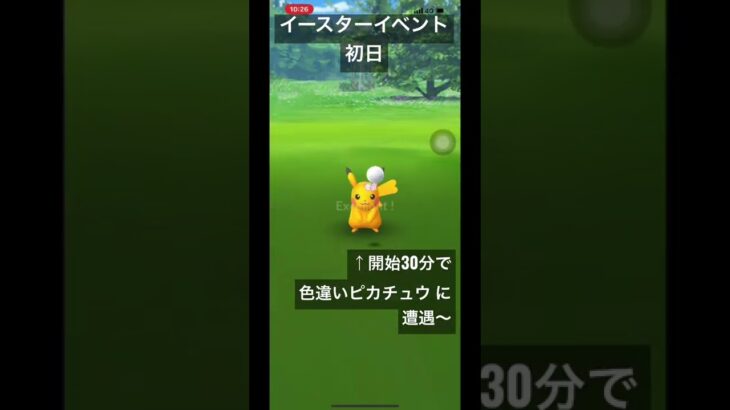 【#ポケモンgo 】イースターイベント初日。開始30分で色違いピカチュウ に遭遇〜 #shorts #色違い #shiny #ピカチュウ #pikachu #pokemongo #ポケモン