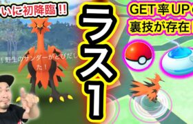 ガラル三鳥「最後の一匹」との激闘！捕獲率UP裏技!?マジ!?ガセ!?【ポケモンGO】