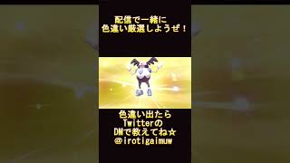 ズッキーの配信を見ていると色違いポケモンが出やすい？？？その48