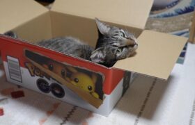 ポケモンＧＯアマゾンボックスに入る猫☆箱が大好きがーちゃんは小さい箱でも無理やり入る　【リキちゃんねる　猫動画】 キジトラ 猫のいる暮らし