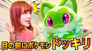 もしも目の前にポケモンがいたら!? ニセ企画中にパートナーポケモンが現れたらどうする？【ドッキリ】