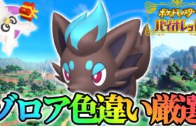 クリスマスなのでゾロアの色厳選します(?)【ポケモンSV】