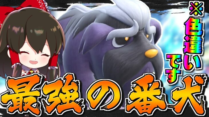 【ポケモンSV】『悲報』色違いマフィティフ色の変化がほとんど解らない・・・色違い相棒探し最強の番犬編【ゆっくり実況】【ポケモンスカーレット・バイオレット】