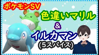 🔴【ポケモンSV】マリルの色違いレイド配布＋5スパイスレイド＋視聴者同士の交流所（レイド募集・ポケモン交換・ポケモン対戦・攻略情報など） 2022年12月26日 夜～翌朝の部