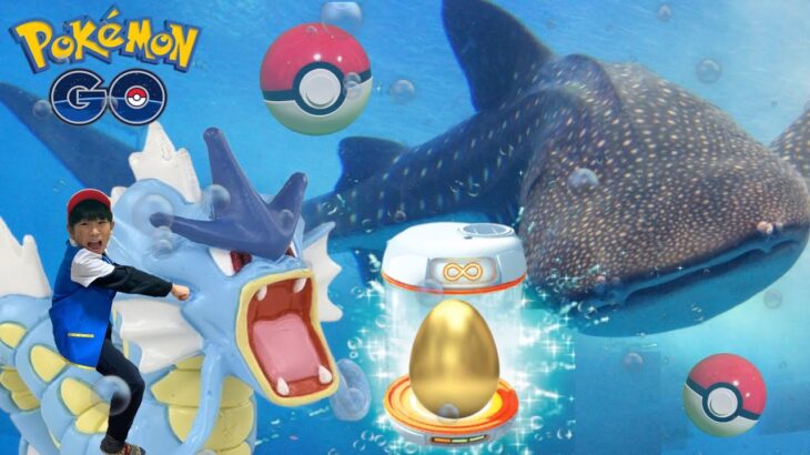 【寸劇】ポケモン✨金の卵には伝説ポケモンが⁉️ジンベイザメや海の生き物たちの中に迷い込んだポケモンを探し出せ‼️ポケモン実写版【全力きっずTV】Real Pokémon toy