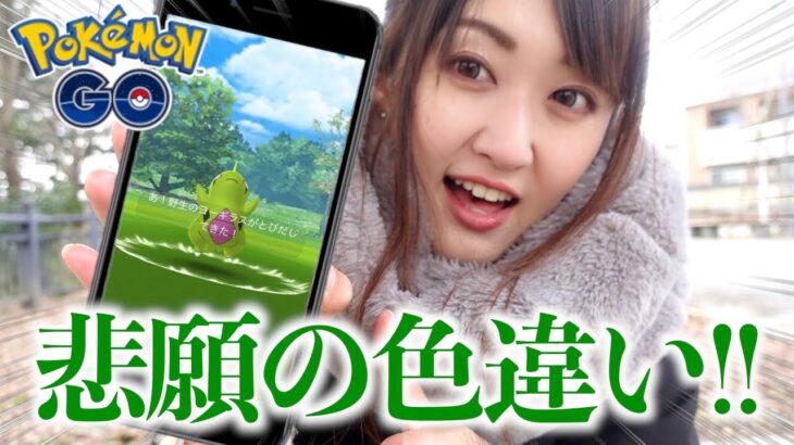 待望のヨーギラスコミュデイ!! 念願の色違い乱獲!!【ポケモンGO】