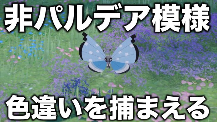 非パルデア模様のビビヨンの色違いを捕まえるぞ～！おぉ～！【ポケモンSV/スカバイ】