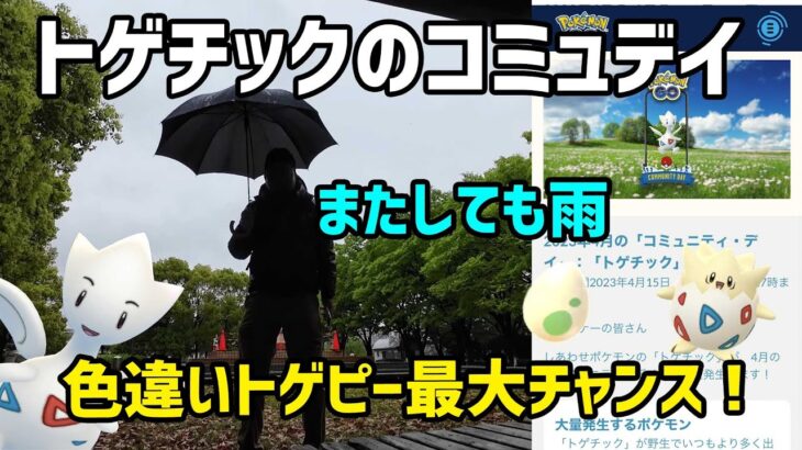 【ポケモンGO】雨が憎い！色違いトゲピー過去最大チャンス！トゲチックのコミュニティ・デイ