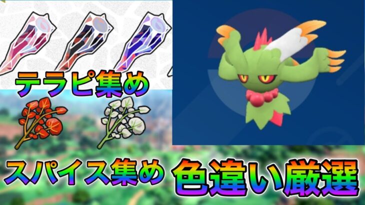 色違い厳選配信！スパイスレイド見つけたらやります！【ポケモンsv厳選配信】