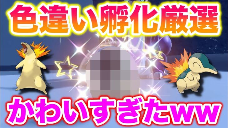 【孵化厳選】ヒノアラシ(バクフーン)の色違いが最高にかわいすぎたww【ポケモンSV/スカバイ】