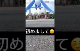 【ポケモンGO】フリーザが現れた!!『Articuno Pokémon GO』
