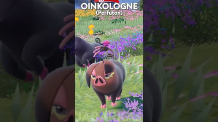 Pokemon OINKOLOGNE | Heo đen quý phái phảng phất hương hoa thiên nhiên | POKEMON SHORT | Jabarkas