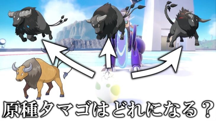 【検証】原種ケンタロスのタマゴからはどのケンタロスが生まれる？【ポケモンSV/スカバイ】