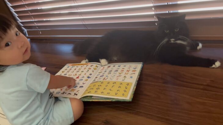 赤ちゃんからポケモン図鑑を朗読を要求される猫　ラガマフィン　A cat being asked to read a picture book by a baby