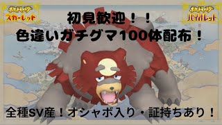 【ポケモンSV】色違いガチグマ100体配布！！オシャボ入り・証持ち有り！