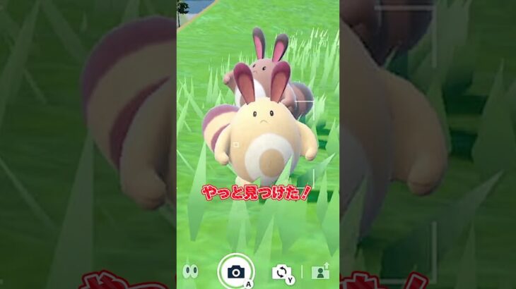 色違いオタチ可愛すぎる！！！【ポケモンSV】【色違いオタチ】【色違いオオタチ】