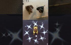 ✨My Dogs Got Me THIS Shiny Pokemon In Pokemon Go!✨ #pokemon #shorts