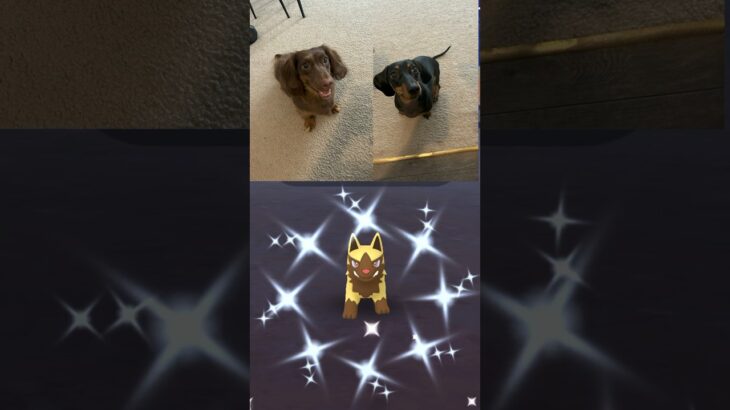 ✨My Dogs Got Me THIS Shiny Pokemon In Pokemon Go!✨ #pokemon #shorts