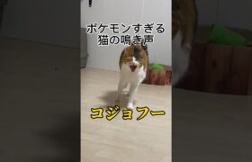 ポケモンみたいな鳴き声する猫