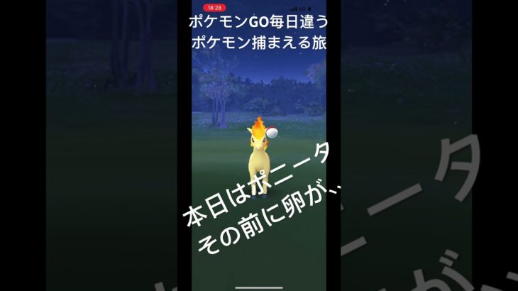 ポケモンGO毎日違うポケモン捕まえる旅 本日はポニータ #ポケモン #ポケモンgo