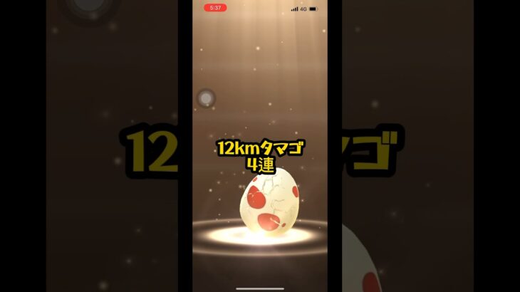 【ポケモンGO】12kmタマゴ4連🥚✨#ポケモンgo #shorts #ヤンチャム#最高到達点