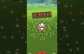 【ポケモンGO】でかい！ムックル！#ポケモンgo #pokemongo