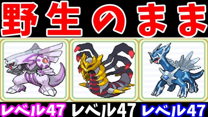 野生のシンオウ禁止伝説で殿堂入りってできるの？【ゆっくり実況】【ポケモンPt】