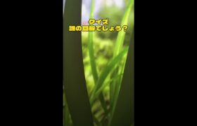 『ポケモン S・V』オリジナルアニメ公開中　↑本編はコチラ↓