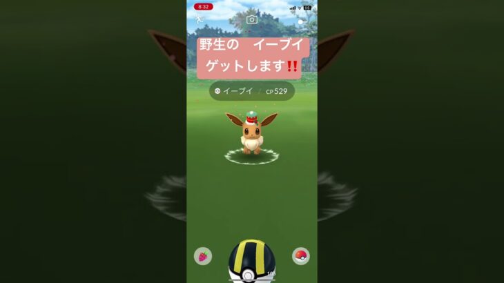 野生のイーブイ　ゲットします‼️  でもおや😳⁉️   ポケモンGO