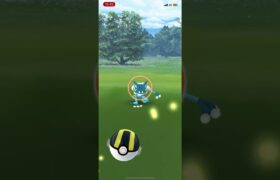 野生のゲコガシラ　出現‼️  でも⁉️  ポケモンGO