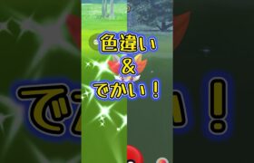【ポケモンGO】色違い&でかい！のキター♫#ポケモンgo #pokemongo