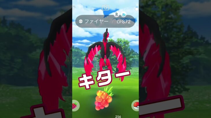 ポケモンGO ガラル三鳥は同じ場所で出るの？ #ポケモンgo #おさんぽおこう #ガラル三鳥