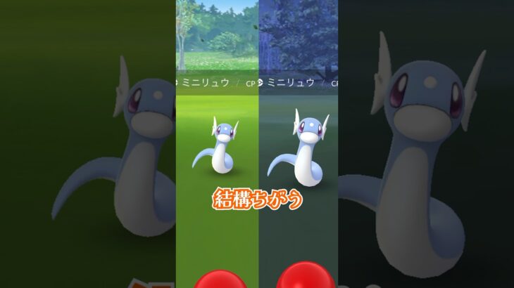 【毎日ポケGO】ちっちゃいミニリュウ♫ #ポケモンgo #pokemongo #ミニリュウ