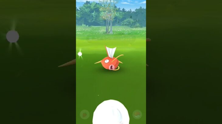 cp高くねコイキング#ポケモンGO#コイキング#96％