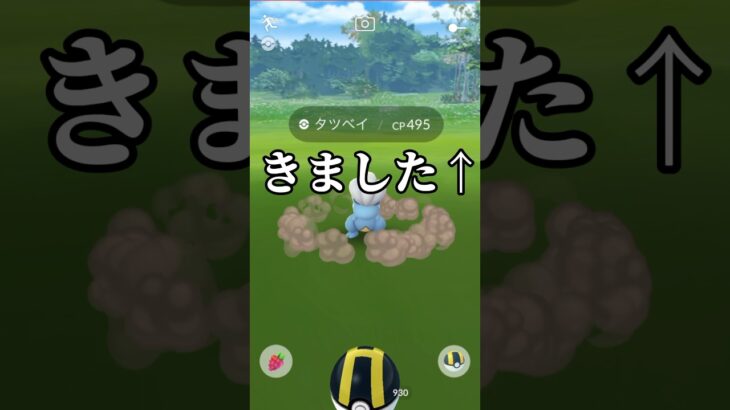 最高のタツベイと出会った春。【ポケモンGO】　　　　　#ポケモンgo  #pokemongo  #コミュニティデイタツベイ#コミュニティデイ #タツベイ　#ボーマンダ #個体値100