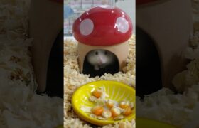 ハム太郎の超高速ポケダンス #pokemon #pokedance #ポケモン #ポケダンス #ハムスター #hamster