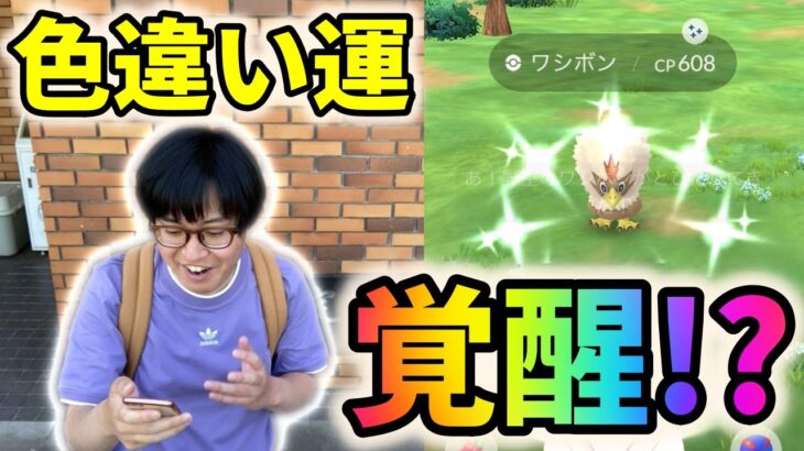 【ポケモンGO】ただワシボンの色違いが欲しかった男の末路【ひこうリサーチデイ】