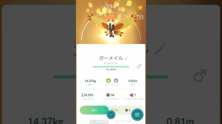 【 ポケモンGO 】 ミノムッチ（すなちのミノ）♂オス→ ガーメイル 進化！交換による キラポケモン ！【 うさぴよの巣 】#burmy #mothim #pokemongo #ポケモン #ポケgo