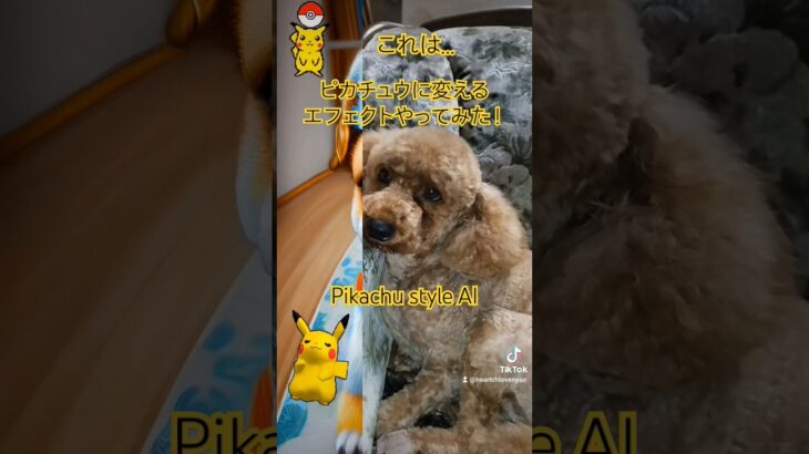 これはあのポケモン？ピカチュウに変えるエフェクトやってみた！Pikachu style AI #pokemon #ポケモン #犬 #dog #lucky #kawaii #funny