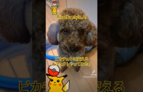 新しいポケモン？ピカチュウに変えるエフェクトやってみた！Pikachu style AI #pokemon #ポケモン #犬 #lucky #dog #funny #kawaii