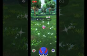 ポケモンgo 色違いアマカジゲットチャレンジ　色違いアママイコ　色違いアマージョ　5月のコミュニティデイ　#pokemongo  #shiny