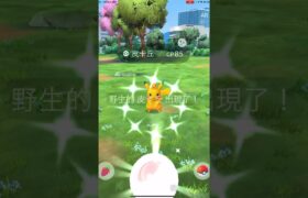 色違太陽頭冠皮卡丘 #ポケモンgo #pokemon #gofest2024